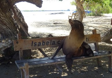 Galapagos - wystawa fotografii Elżbiety Kosiby